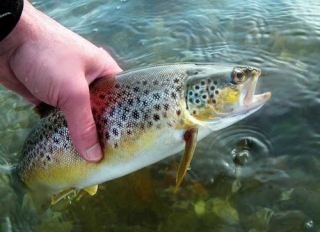  Pesca alla trota e al salmone